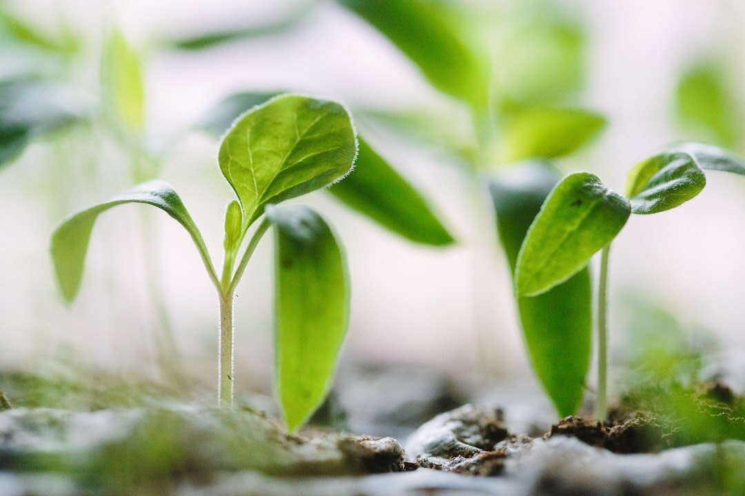 Young green plant sprouting from soil symbolizing steady growth